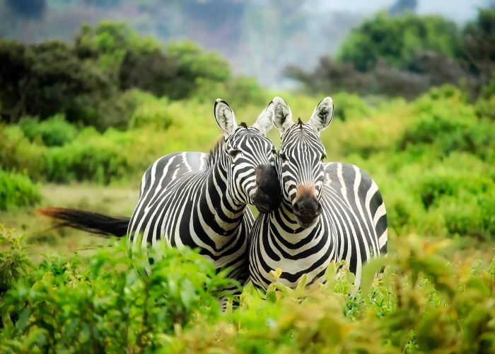 zebras-on-zebra-247376